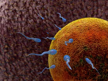west hollywood chiropractor--fertilization